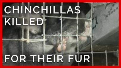 This Chinchilla and More are Killed for Fur