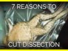 Top 7 Reasons to Cut Out Dissection