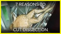 Top 7 Reasons to Cut Out Dissection