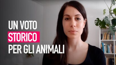 Voto storico sul trasporto di animali!