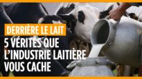 5 vérités que l'industrie laitière vous cache