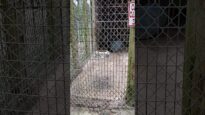 Bald Tiger Pacing in Cramped Cage at Waccatee Zoological Farm
