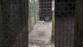 Bald Tiger Pacing in Cramped Cage at Waccatee Zoological Farm