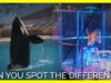 Can You Spot the Difference Between SeaWorld and Cruel Animal Circuses?