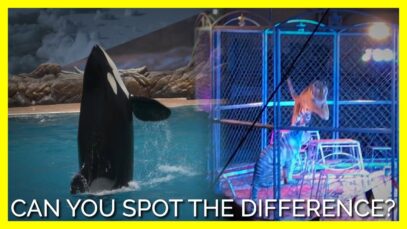 Can You Spot the Difference Between SeaWorld and Cruel Animal Circuses?
