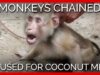 Cruelty in Coconut Milk? PETA Asia Reveals Monkeys Exploited, Abused