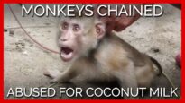 Cruelty in Coconut Milk? PETA Asia Reveals Monkeys Exploited, Abused