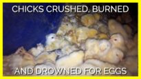 Do You Know What Happens to Male Chicks in the Egg Industry?