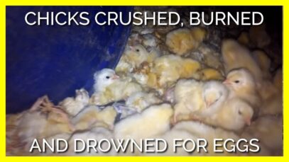 Do You Know What Happens to Male Chicks in the Egg Industry?