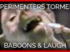 Experimenters Inflicted Traumatic Head Wounds on Baboons & Laughed about It