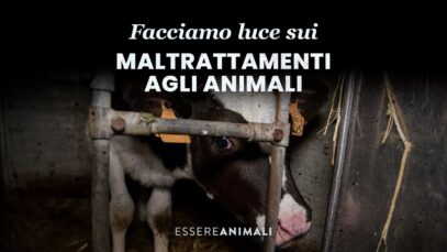 Facciamo luce insieme sui maltrattamenti agli animali