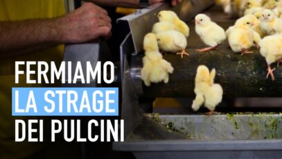 Fermiamo l’uccisione dei pulcini maschi negli incubatoi industriali