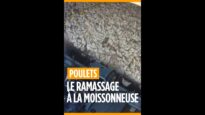 Moissonneuse à poulets