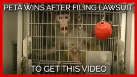 PETA Wins After Filing Lawsuit to Get THIS Video