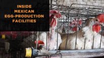 Undercover Investigation Exposes “Flu” Among Birds and Filthy, Cruel Conditions