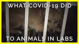 Do You Know What Happened to the Animals Trapped in Labs During COVID-19?