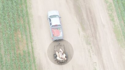 Drones Reveal the Unthinkable When Outbreaks Close Slaughterhouses
