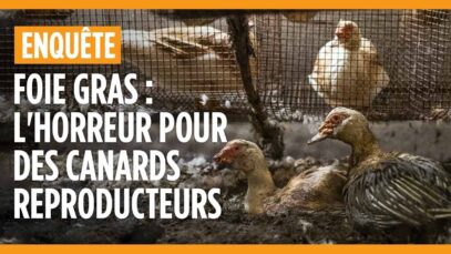 Foie gras : l’horreur dans un élevage de canards reproducteurs