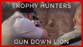 Heartbreaking Moment Trophy Hunters Slay a Captive-Bred Lion