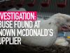 INVESTIGATION: Abuse Found At Known Mcdonald’s Supplier