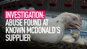 INVESTIGATION: Abuse Found At Known Mcdonald’s Supplier