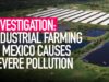 INVESTIGATION: Animal Equality Reveals Pollution from Mexico’s Industrial Farms