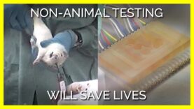 Investing in Animal-Free Research Will Save Countless Lives
