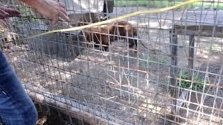 Limping Fisher Cat at Greater Wynnewood Exotic Animal Park (G.W. Zoo)