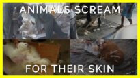 Screaming for Their Skin: No Sweater Is Worth Their Suffering