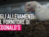 VIDEO CHOC negli allevamenti del fornitore di McDonald’s!