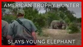 Young Elephant Gunned Down by American Trophy Hunter