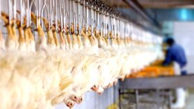 Ask the Meat Industry to Ban Live-Shackle Slaughter