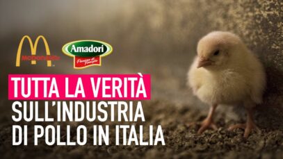 Da Amadori a McDonald’s: tutta la verità sull’industria di pollo in Italia