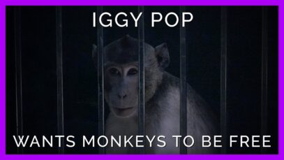‘Godfather of Punk’ Iggy Pop Wants to End Cruel Experiments on Monkeys