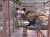 How Civets Suffer for Tourists’ Coffee in Bali