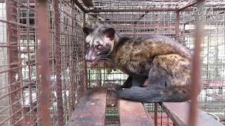 How Civets Suffer for Tourists’ Coffee in Bali
