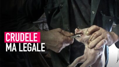 Le crudeli pratiche dell’industria alimentare legali nel nostro paese