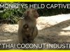 Monkey Forced to Nurse Her Baby While Tied to a Tree in Coconut Labor Industry