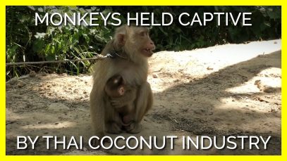 Monkey Forced to Nurse Her Baby While Tied to a Tree in Coconut Labor Industry