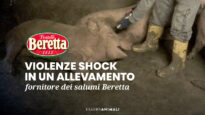 Pura crudeltà in allevamento dei salumi F.lli Beretta