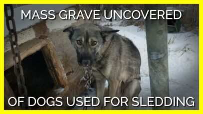 Tell ExxonMobil to Stop Fueling Iditarod Dog Cruelty!