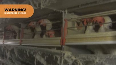Undercover Investigator Reveals Life Inside an Egg Farm
