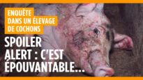 Dans l’horreur de l’élevage de cochons de Barrais-Bussolles (Allier)