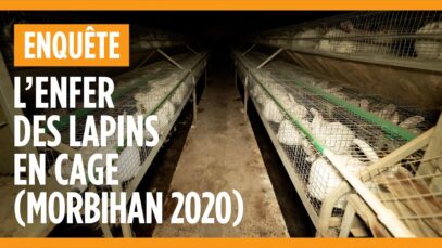 Enquête dans un élevage de lapins du Morbihan