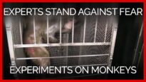 Experts Speak Out Against Government Fear Experiments on Monkeys