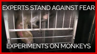 Experts Speak Out Against Government Fear Experiments on Monkeys