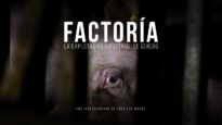 Factoría. La explotación industrial de cerdos. (Maltrato animal)