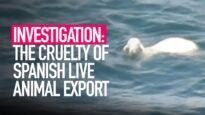 INVESTIGATION: The Cruelty of Spanish Animal Export Exposed