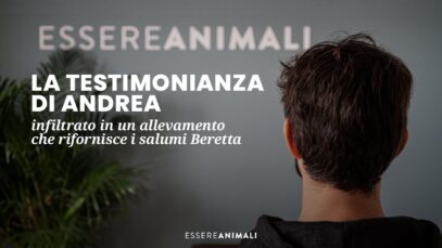 La testimonianza di Andrea | infiltrato in un allevamento fornitore di Beretta