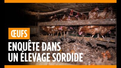 Le calvaire pour 200 000 poules pondeuses dans un élevage de l’Oise !